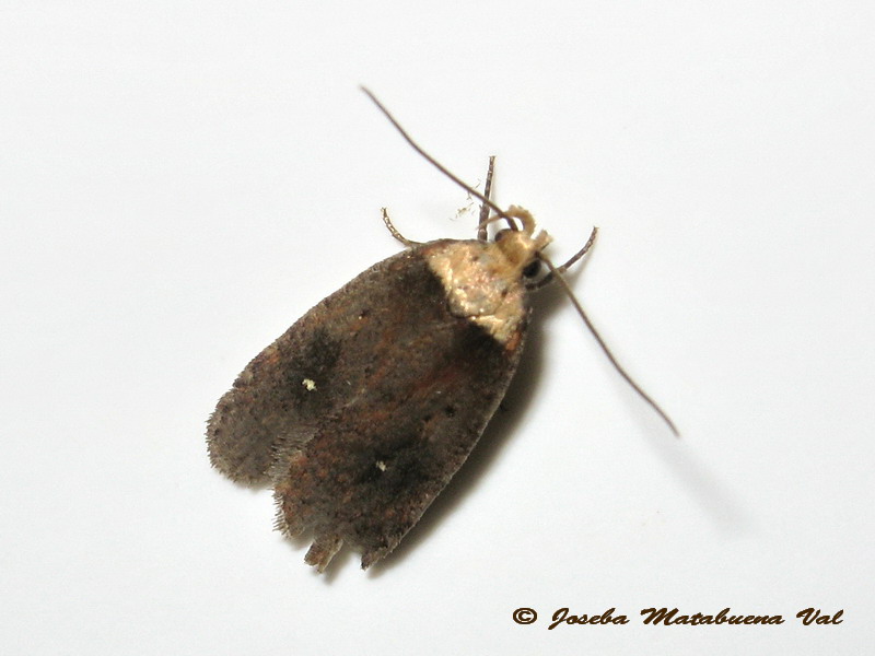 Agonopterix conterminella ? No, Agonopterix cfr selini